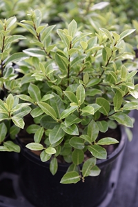 Pittosporum t. Golf Ball